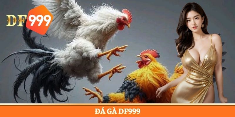 Đá Gà DF999 - Điểm Đến Cá Cược Trực Tuyến An Toàn 2026